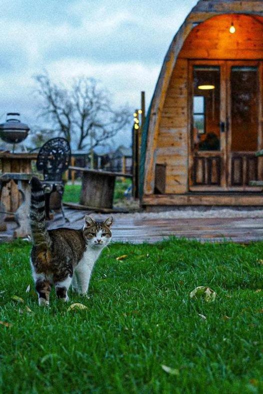Skipbridge Farm Glamping 约克 外观 照片