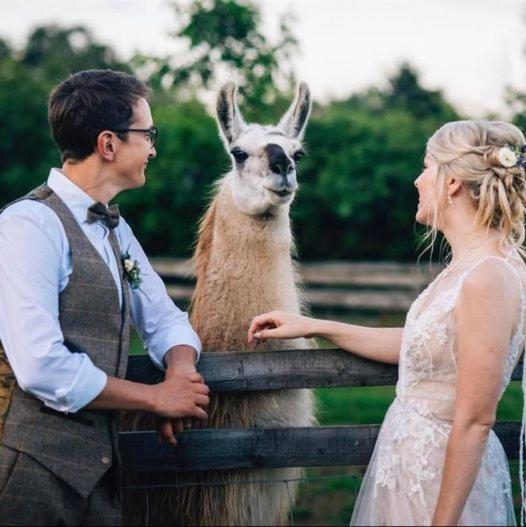 Skipbridge Farm Glamping 约克 外观 照片